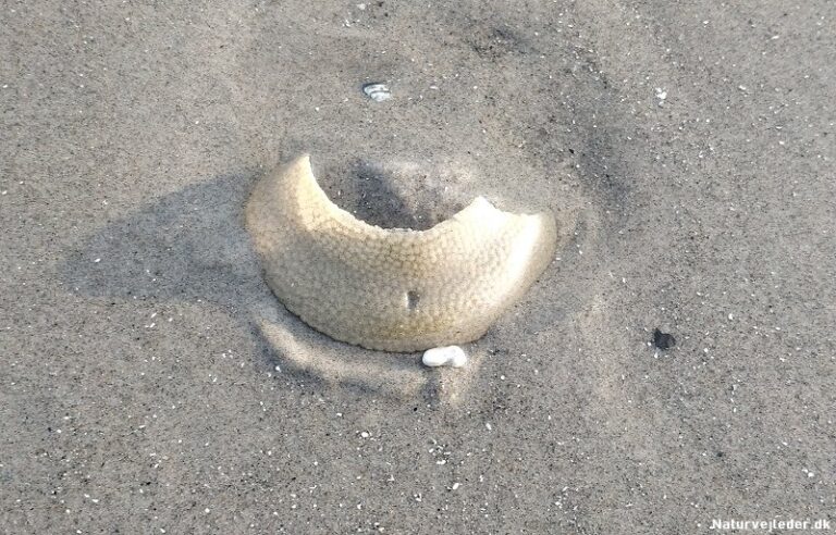 Mystiske halvringe på stranden